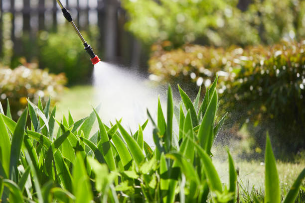 24/7 Emergency Termite Control experts in Wallace Ridge, LA